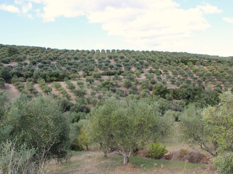 Kalamata alyvmedžių giraitės augančios ant kalno papėdės, Graikija