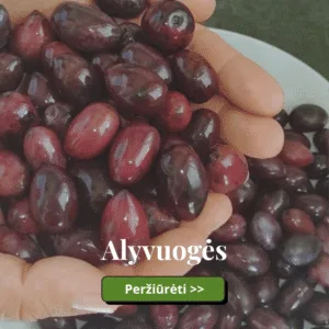 Alyvuogės