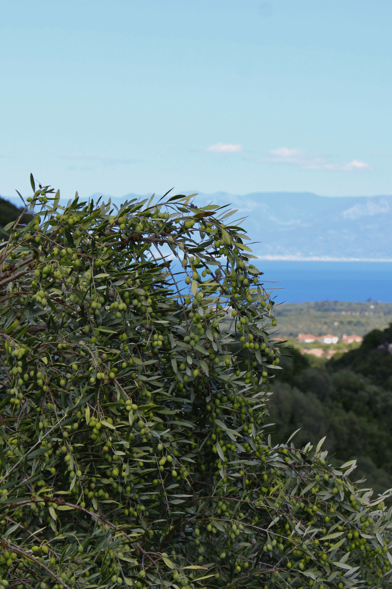Kalamata regiono alyvmedžiai